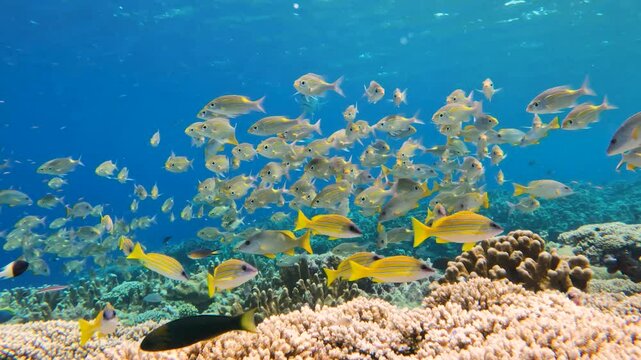 Schooling emperor fish over corals on an Indian Ocean reef