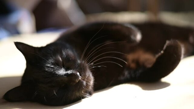 日なたで寝返りを打つ黒猫