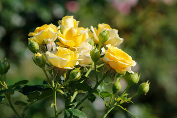 yellow roses in garden
