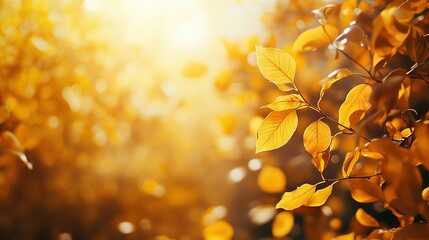 Obraz premium Golden Leaves in Autumn Sunlight