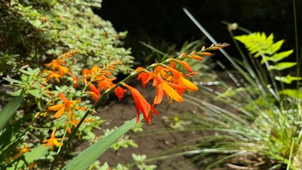 Orange Flowers in the Garden