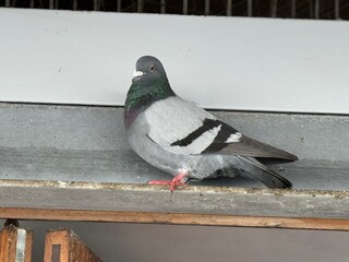 Pigeon on the Roof 2024