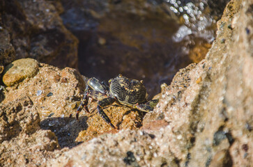 crab on beach