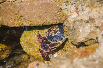 crab on beach