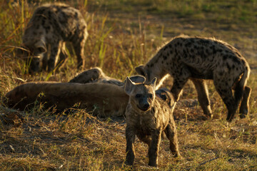 Hyena clan at sunset playing in Botswana