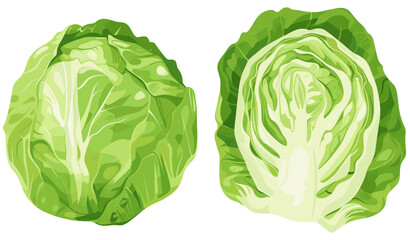 Obraz premium Fresh green lettuce flat design illustration