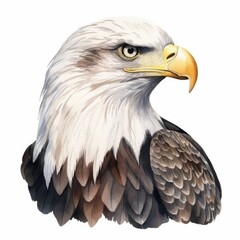 Fototapeta premium Majestic Bald Eagle Illustration - Detailed Watercolor Art of American National Bird