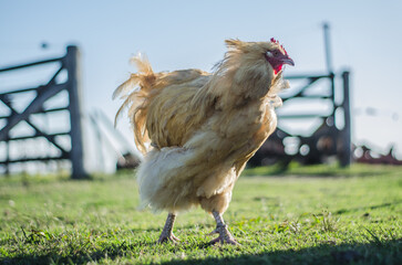 rooster chicken in field