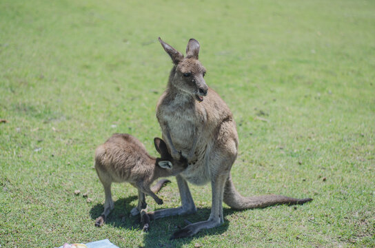kangaroo in the field
