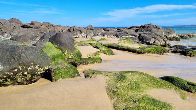 Rocks on Broulee Beach, New South Wales Australia. Covered in green algae