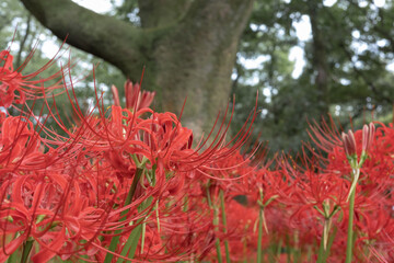 彼岸花
