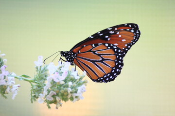 Monarch butterfly on flower