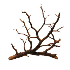 Obraz premium tree isolated on white