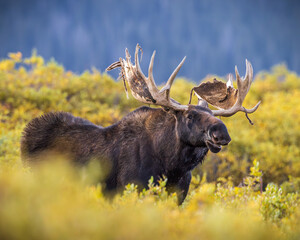 Bull Shiras Moose - alces alces - standing broadside in autumn changing willows in a high mountain valley Colorado, USA	