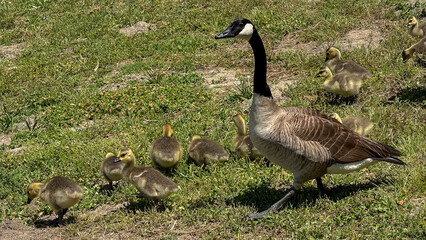 Family of geese with tiny babies