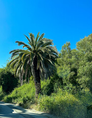 California Road Trippin - Luscious Landscapes and Mountains