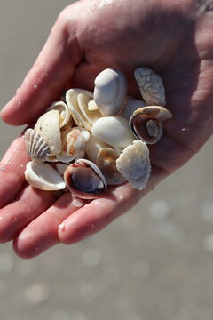 handfull of seashells