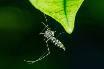 Mosquito on green leaf with raindrops.