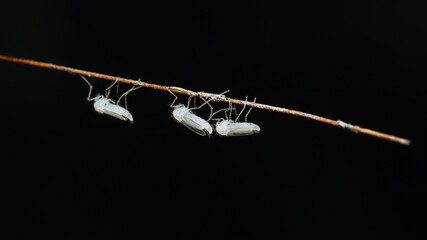 Naklejka premium Midges fly or Chaoborus albatus in nature.