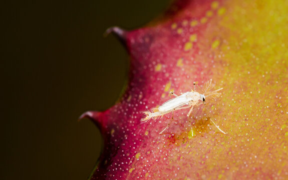 Midges fly or Chaoborus albatus in nature.
