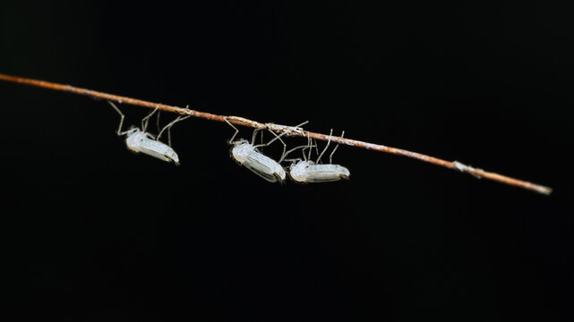 Midges fly or Chaoborus albatus in nature.