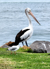 Pelican and Seagull in Swansea, Australia 
