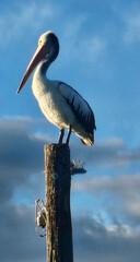 Pelican perched on a pole in the sunlight 