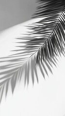 Palm leaf casting shadow on white background