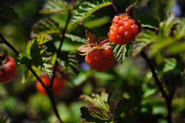 Wild raspberry in high altitude forest