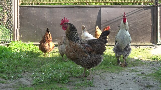 Cock and hens on the yard in the morning