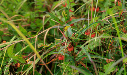 Wild raspberry in high altitude forest