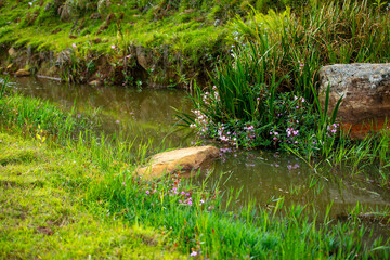small river in the forest