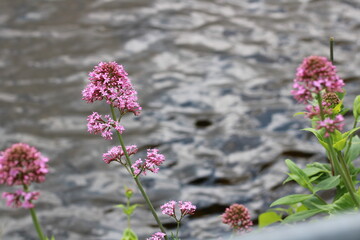 Beautiful wild pink flowers in focus, with river water in blurred background. Green leaves. Pond or Lake water surface. Pink wildflowers on Riverside riverbank or shoreline edge. Landscape photograph.