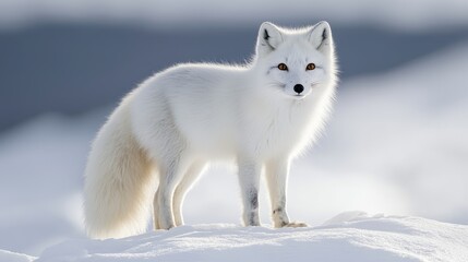 Arctic fox standing on snow in polar
