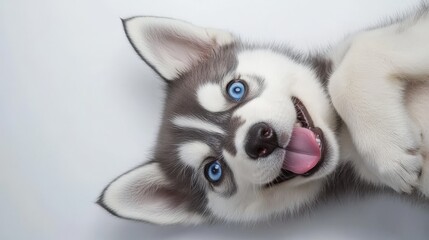 Fototapeta premium Playful Husky Puppy with Blue Eyes Making Silly Face on White Background
