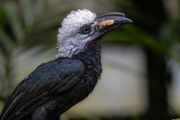 Western Long-tailed Hornbill (Horizocerus albocristatus)