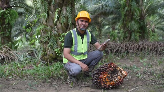 Harvesting Palm Oil: A Field Worker with a Fresh Palm Fruit Bunch is smiling at the camera with a safety worker