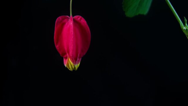 Delayed photography of flowering of red sepal Abutilon