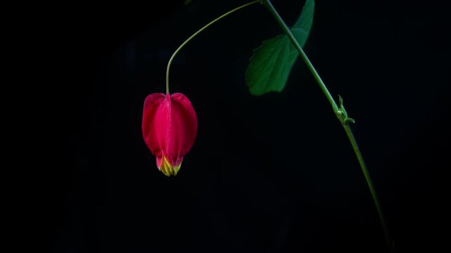 Delayed photography of flowering of red sepal Abutilon