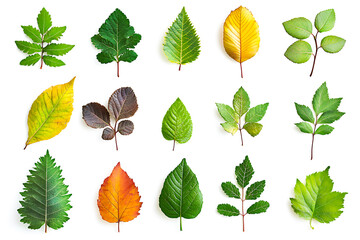 Obraz premium Leaf Variety