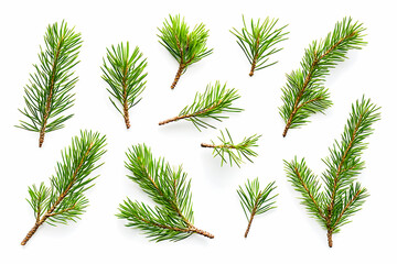 Pine Needle Collection