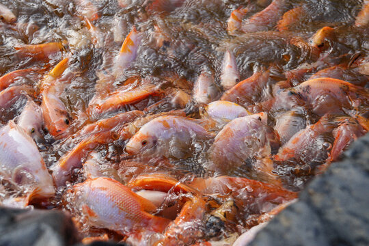 Close-up of red tilapia (Oreochromis niloticus) crowding in a cultivation pond. Freshwater fish farming concept with active movement