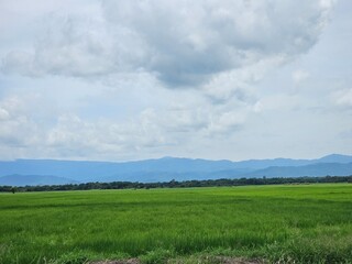 Obraz premium green field and sky