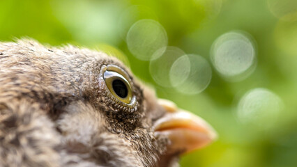 Portrait of a frightened chick. Close-up on a bokeh green background.