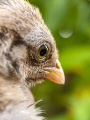 Portrait of a frightened chick. Close-up on a bokeh green background.