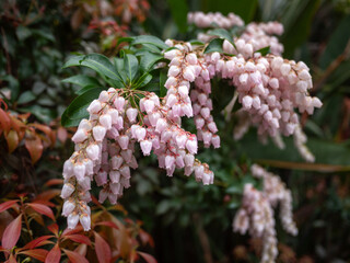 A cluster of ornamental shrubs, Pieris japonica, commonly known as Japanese Pieris or Andromeda,...