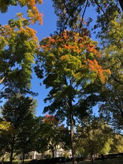 Obraz premium autumn in the park