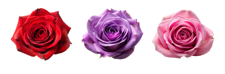 Beautiful Rose Head Flower Collection. Perfect for Invitations and Digital Art