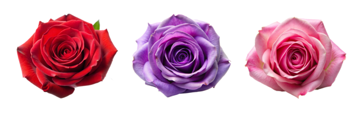 Beautiful Rose Head Flower Collection. Perfect for Invitations and Digital Art