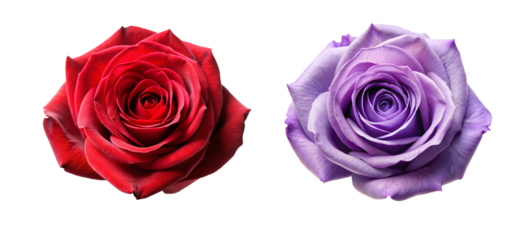 Beautiful Rose Head Flower Collection. Perfect for Invitations and Digital Art